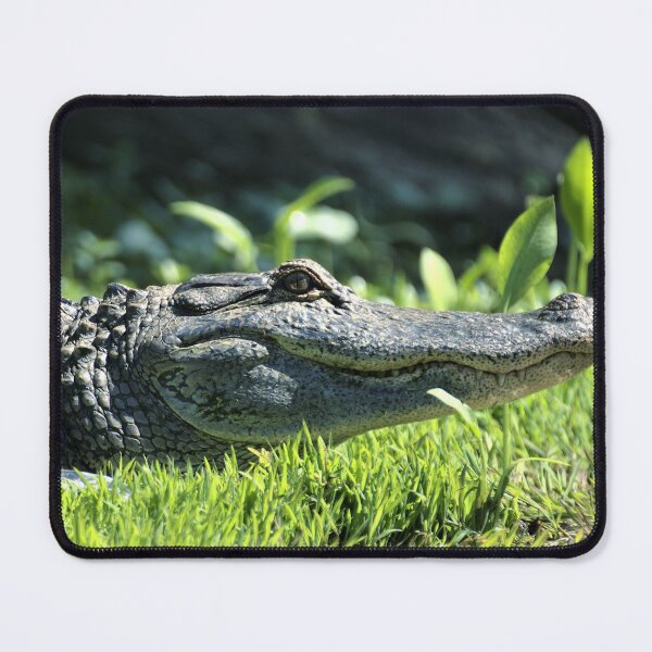 Item preview, Alligator Grin designed and sold by Ryan Stephens.