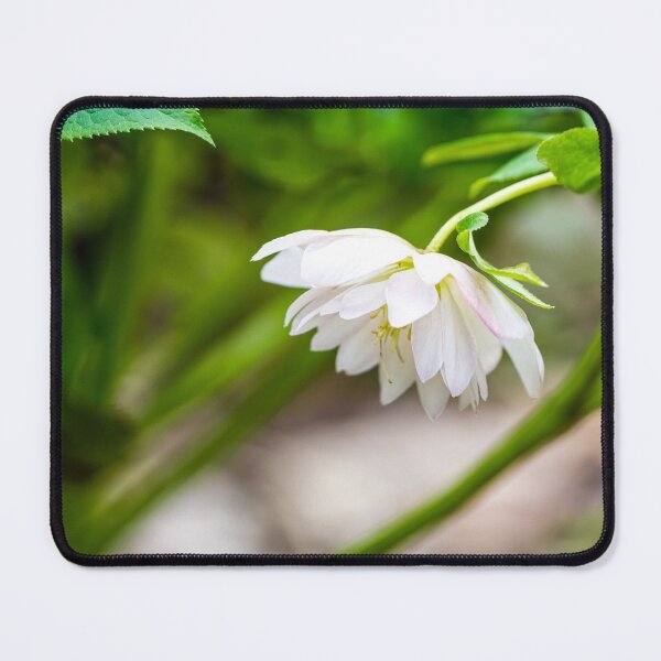 Item preview, White Hellebore designed and sold by mljdwhite.