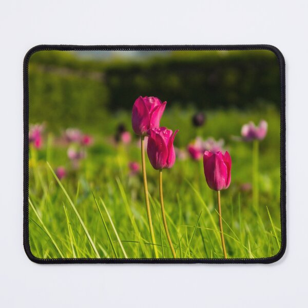 Item preview, Windy City Tulips designed and sold by mljdwhite.
