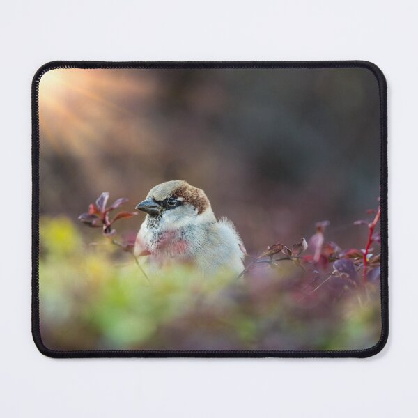 Item preview, Finch In The Sunlight designed and sold by mljdwhite.
