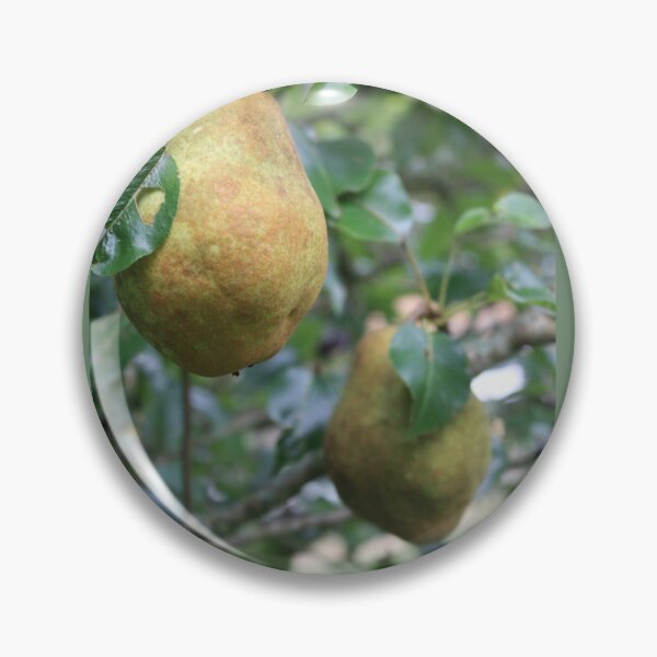 Item preview, Bosc pears designed and sold by chstudios.