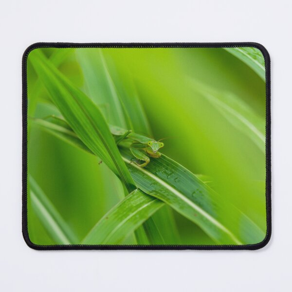 Item preview, Smiling Praying Mantis designed and sold by mljdwhite.