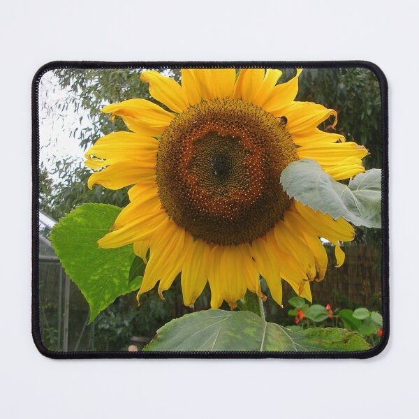 Item preview, Helianthus annuus -  Common Sunflower designed and sold by lezvee.