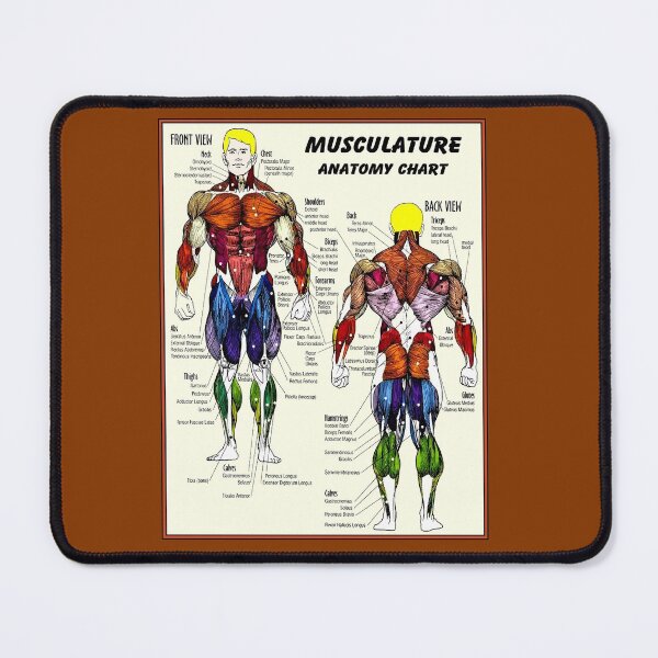 Item preview, MUSCULATURE : Body Building Anatomy Chart Print designed and sold by posterbobs.