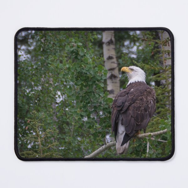 Item preview, Bald Eagle designed and sold by Gary Lengyel.