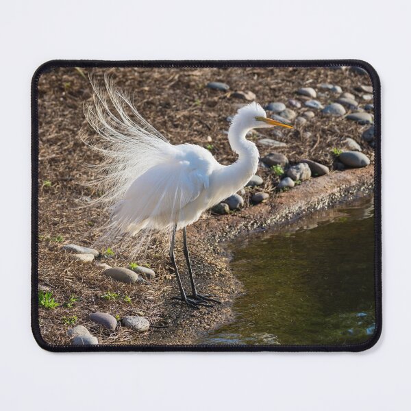 Item preview, Egret Courtship Display designed and sold by mljdwhite.