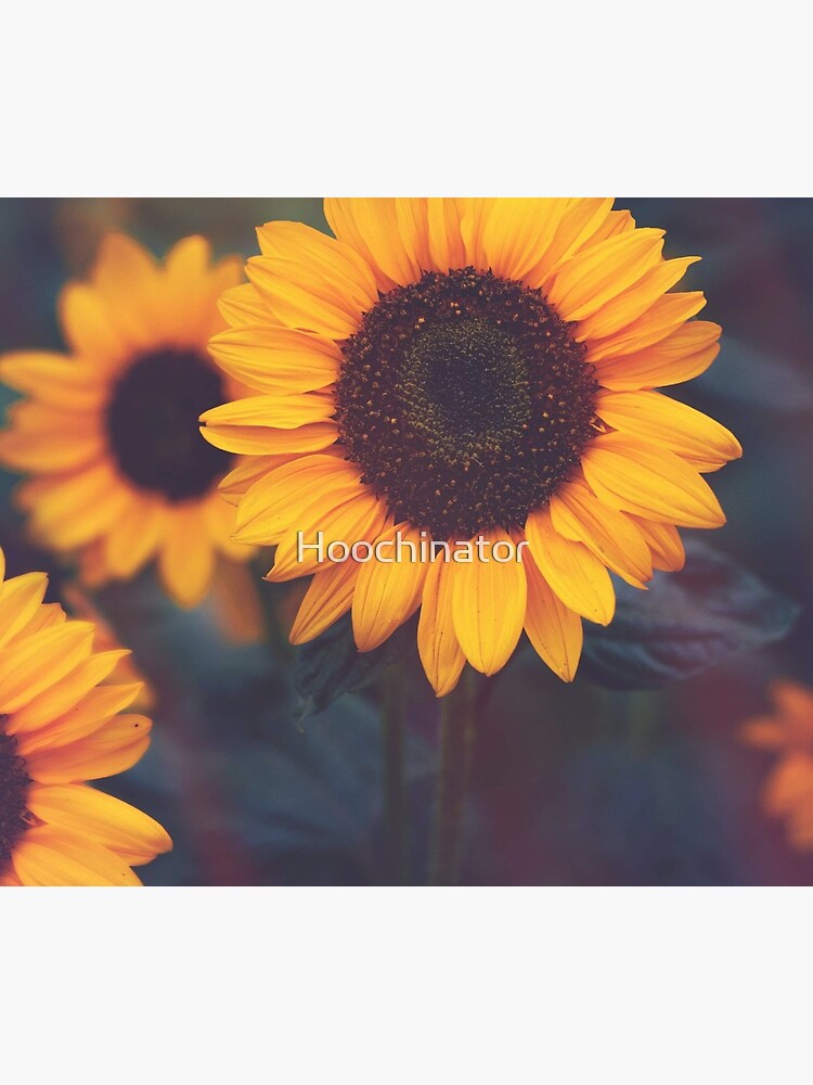 Sunflower by Hoochinator