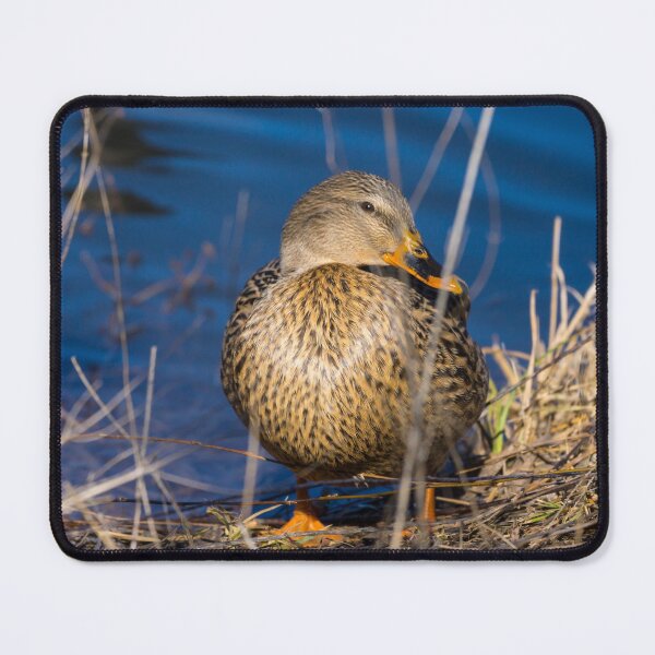 Item preview, Female Mallard In Disguise designed and sold by mljdwhite.