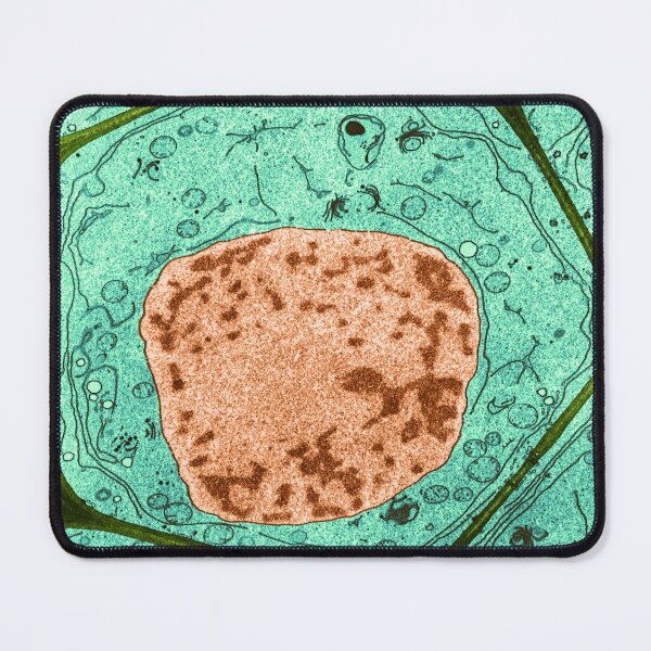Item preview, Typical Plant Cell, Root Tip, TEM designed and sold by ScienceSource.