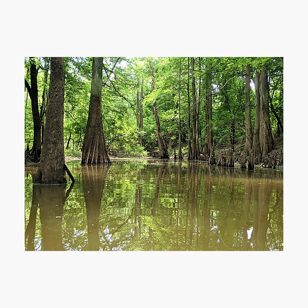 Item preview, Cypress Pond designed and sold by Ryan Stephens.