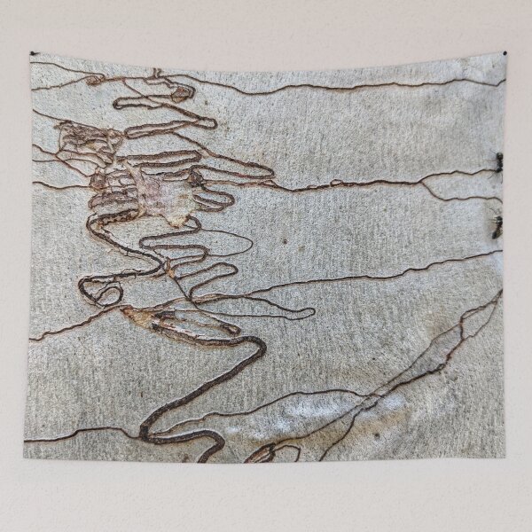 Item preview, Scribbly Gum 3 designed and sold by JillyBeanDesign.