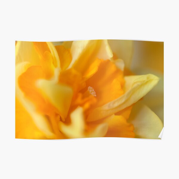 Double Daffodil Poster