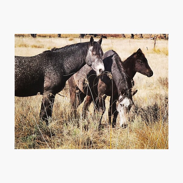 Three horses Photographic Print