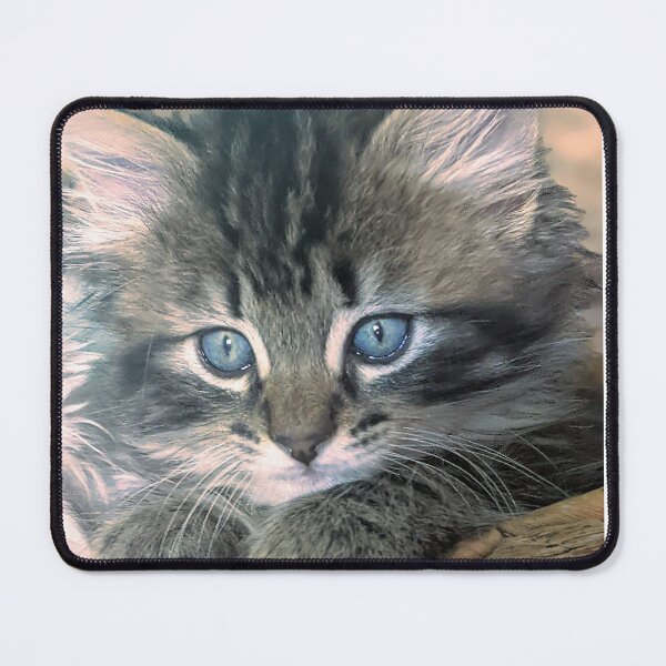 Item preview, Tabby ragdoll Norwegian forest kitten designed and sold by Fluffycat2020.
