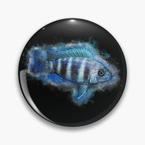 Item preview, Tanganyika bump head "Blue Zaire" - Cyphotilapia frontosa designed and sold by AquariumLutter.