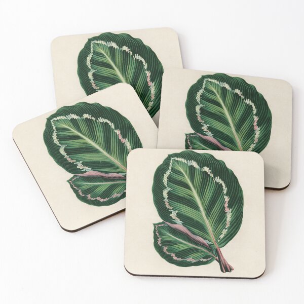 Item preview, Rose Painted Calathea (Maranta Illustris) designed and sold by CubStar62.
