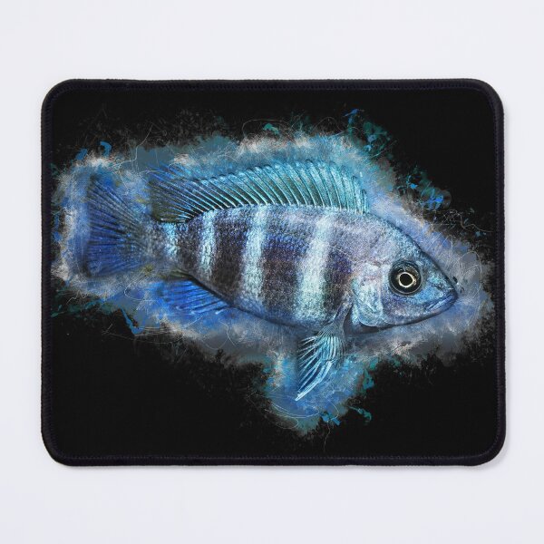 Item preview, Tanganyika bump head "Blue Zaire" - Cyphotilapia frontosa designed and sold by AquariumLutter.