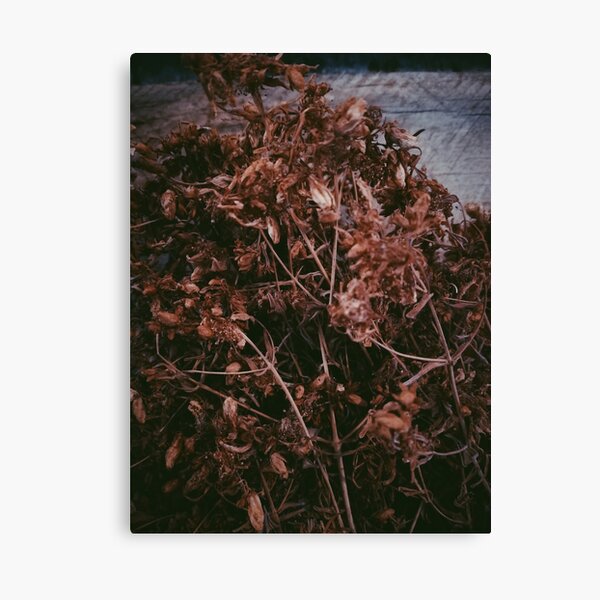 Dry Flowers In The Attic Canvas Print