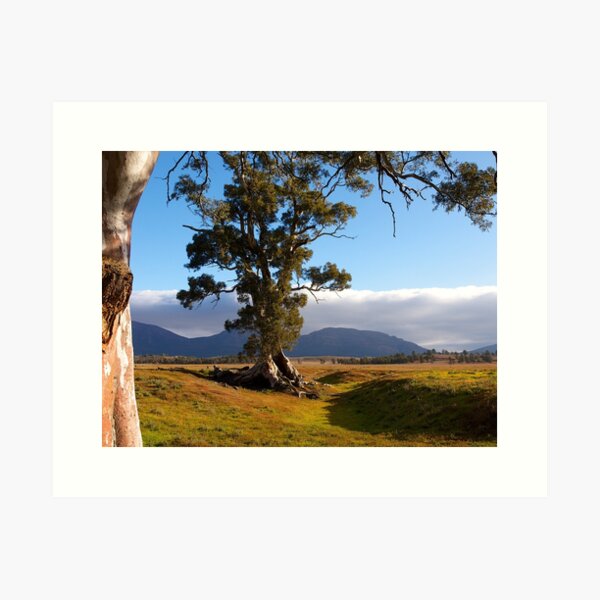 Item preview, Cazneaux Tree, Wilpena Pound, South Australia, (Study #4), 2014. designed and sold by johnrf.