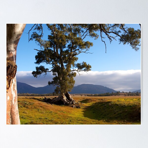 Item preview, Cazneaux Tree, Wilpena Pound, South Australia, (Study #4), 2014. designed and sold by johnrf.
