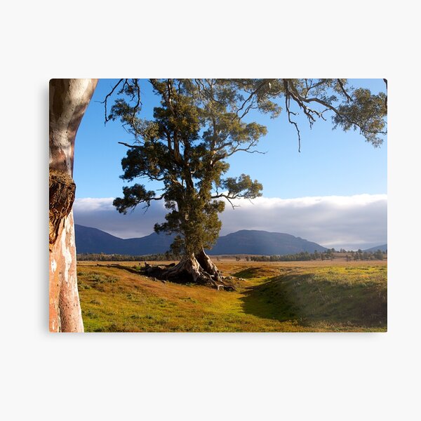 Item preview, Cazneaux Tree, Wilpena Pound, South Australia, (Study #4), 2014. designed and sold by johnrf.