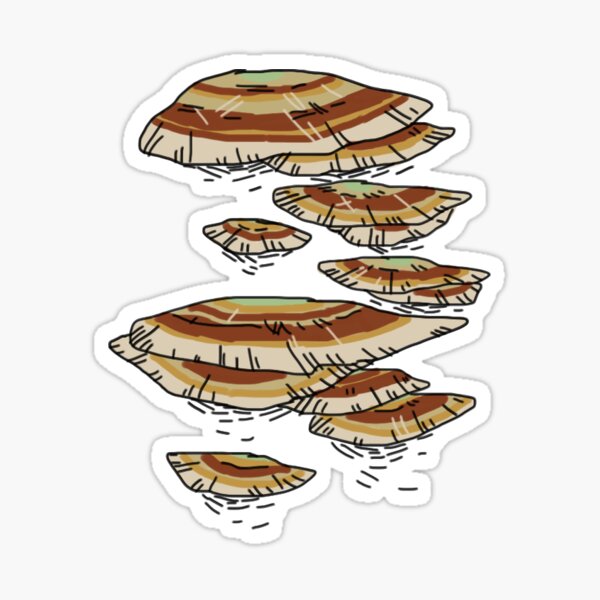 Turkey Tail Mushroom Sticker