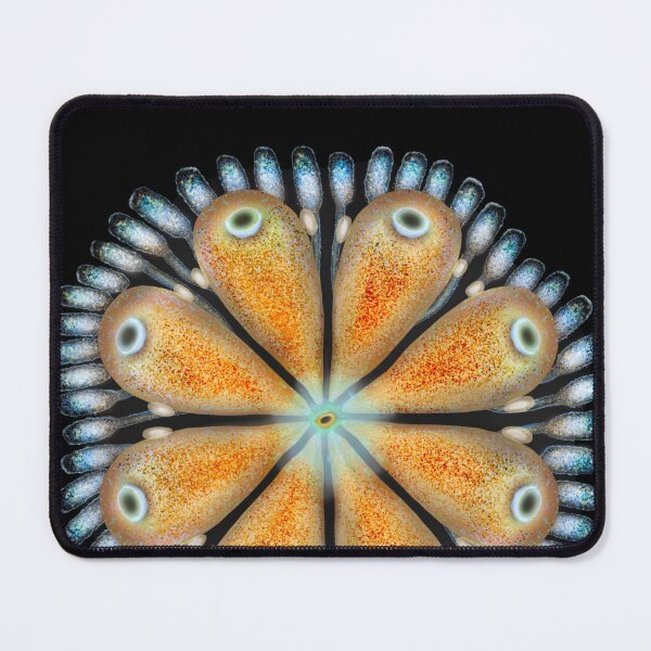 Item preview, Botryllus schlosseri art designed and sold by Osher-BioArt.