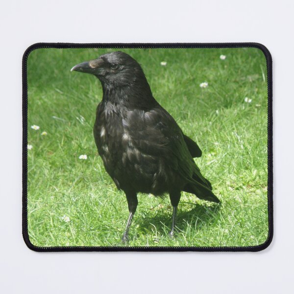 Item preview, Clever Carrion Crow on Green Grass Photograph designed and sold by naturegallery.