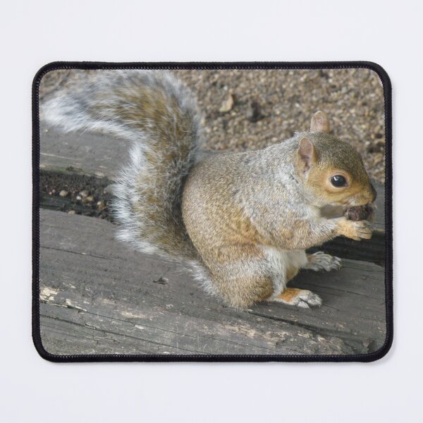 Item preview, Hungry Eastern Grey Squirrel Eating nut Photograph designed and sold by naturegallery.