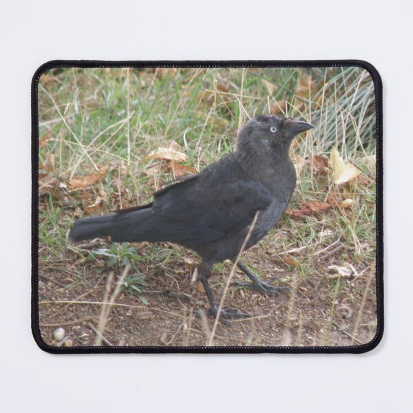 Item preview, Funny Walking Jackdaw Photograph designed and sold by naturegallery.