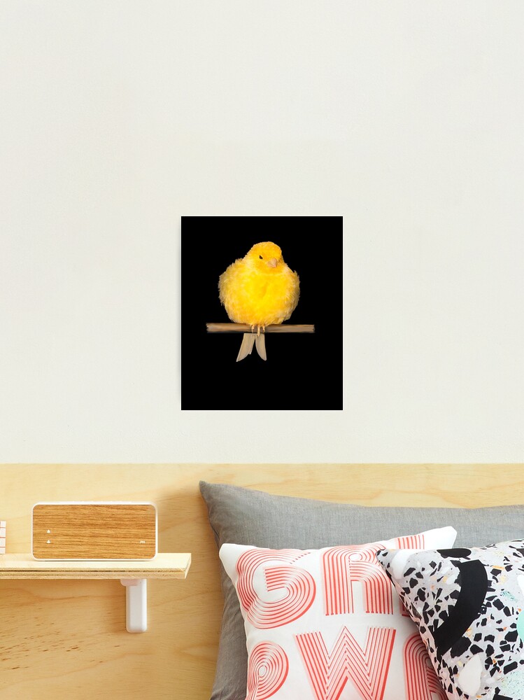 cute canary with yellow feathers Photographic Print by Denis