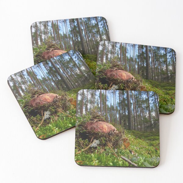 Item preview, Pushing up from the ground. Pine bolete designed and sold by Jouko Lehto Photography.
