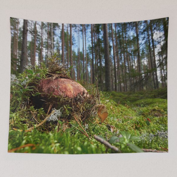 Item preview, Pushing up from the ground. Pine bolete designed and sold by Jouko Lehto Photography.
