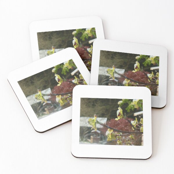 Item preview, Snow on the Native Dogwood Blossoms designed and sold by chstudios.