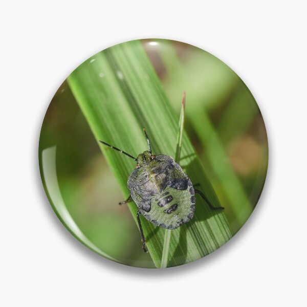 Item preview, Green on green. Green shield bug designed and sold by Jouko Lehto Photography.