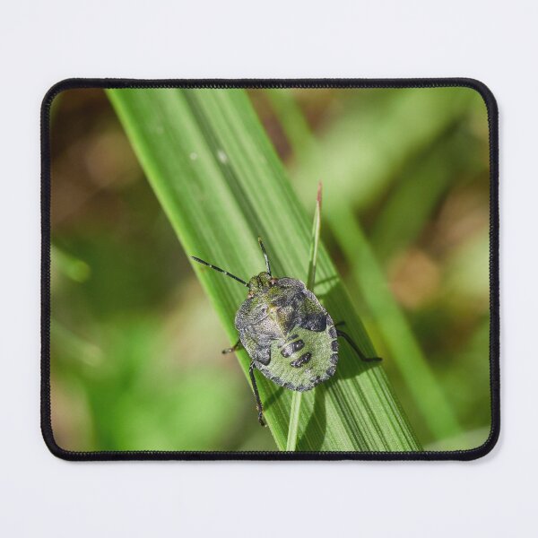 Item preview, Green on green. Green shield bug designed and sold by Jouko Lehto Photography.