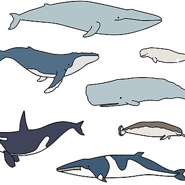 Artwork thumbnail, Common whales pack by lisaedlund