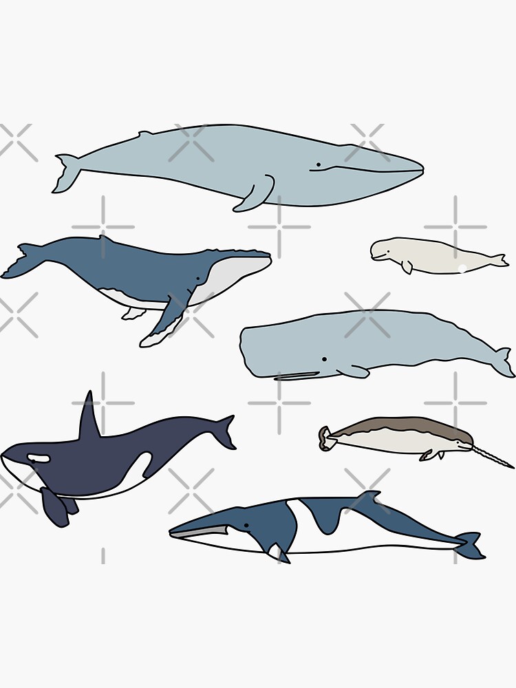 Thumbnail 3 of 3, Sticker, Common whales pack designed and sold by lisaedlund.