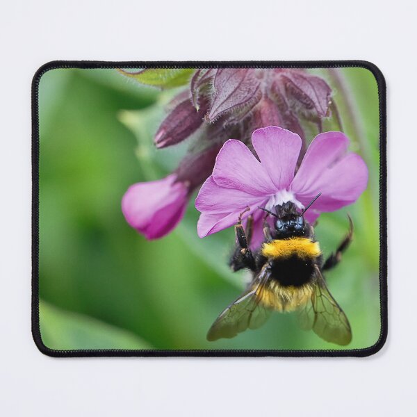 Item preview, English Wild Flowers - Red Campion with bee designed and sold by Violaman.