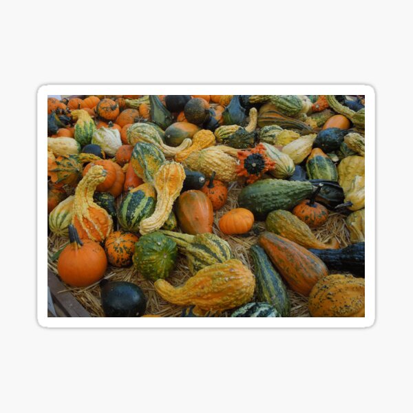Item preview, A variety of squashes designed and sold by DonnaMoore.