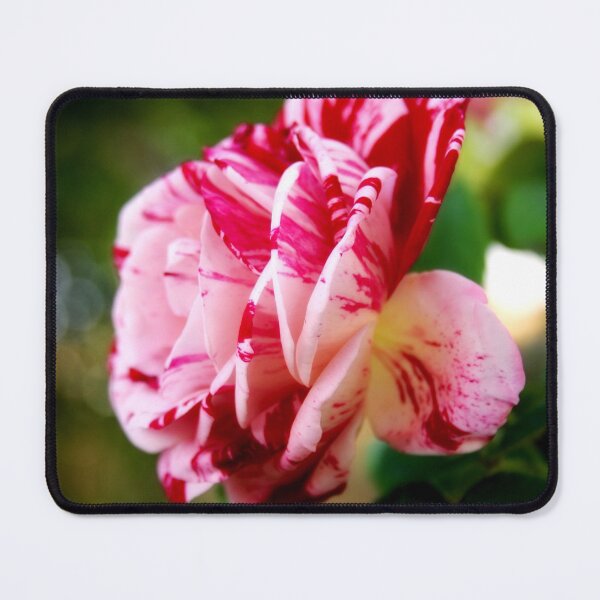 Item preview, Striped rose designed and sold by Lee's Place.