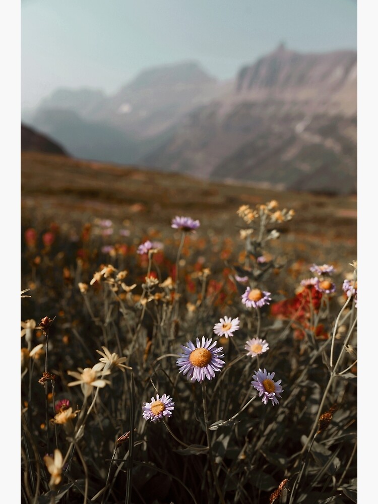 Mountain meadow by bellehibou