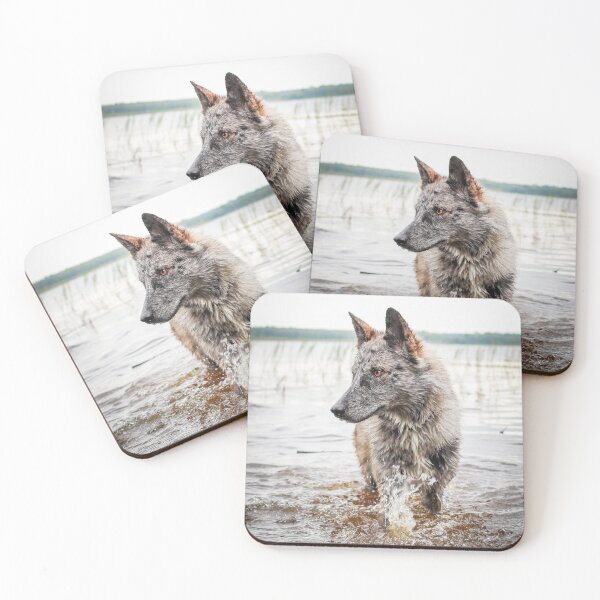 Hoppi Coasters (Set of 4)
