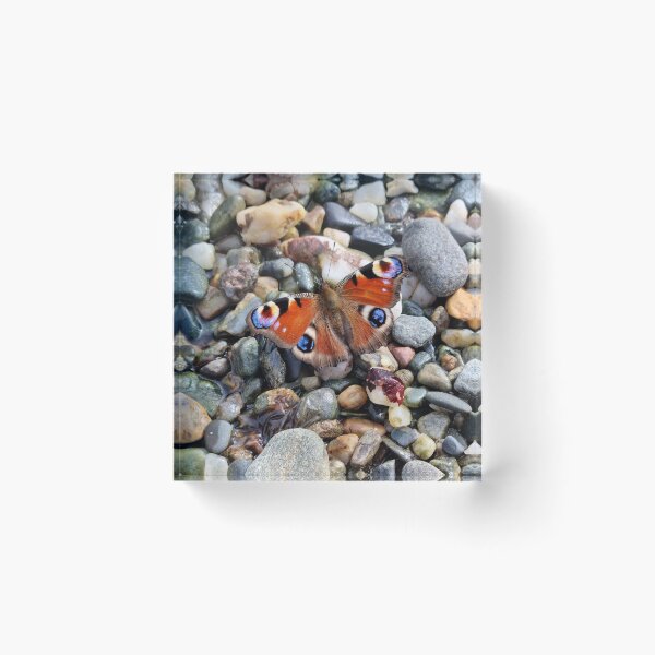 Item preview, Peacock Butterfly on Stone designed and sold by Nammu.