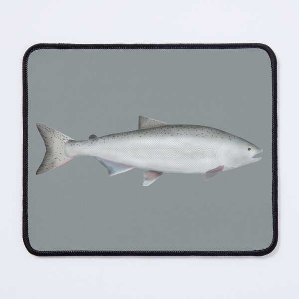 Item preview, Chinook (King) Salmon - Ocean Phase designed and sold by fishfolkart.