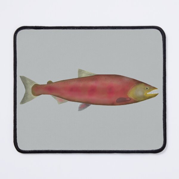Item preview, Chinook (King) Salmon - Spawn Phase designed and sold by fishfolkart.