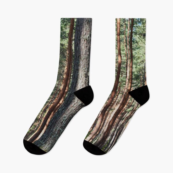 Item preview, Pines of Kirkaslamminkangas. Seitseminen National Park designed and sold by Jouko Lehto Photography.