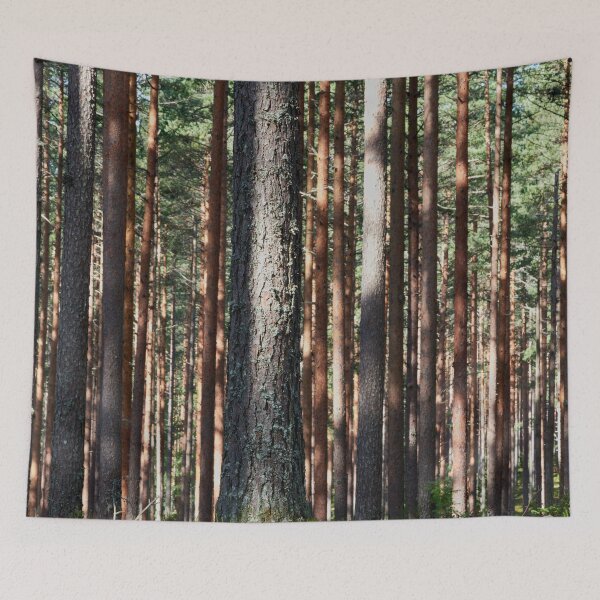 Item preview, Pines of Kirkaslamminkangas. Seitseminen National Park designed and sold by Jouko Lehto Photography.
