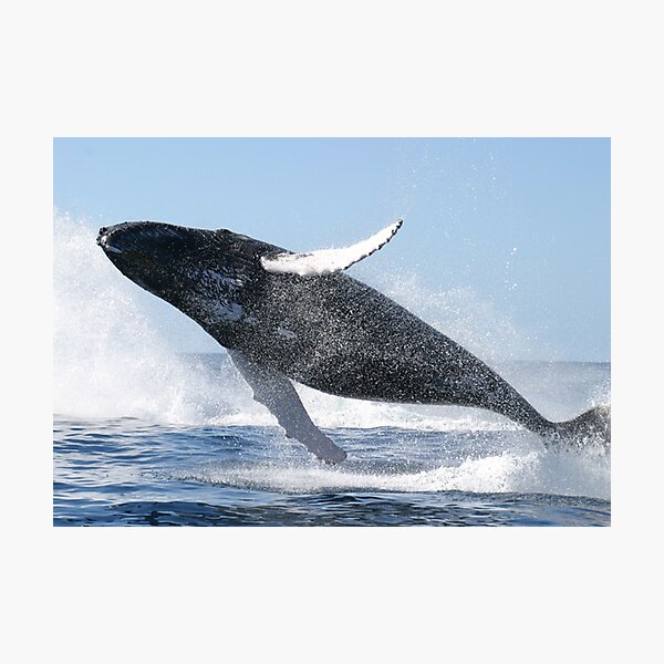 Humpback Whale Wall Art Redbubble