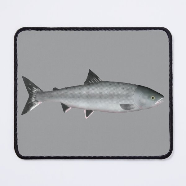 Item preview, Chum (Dog) Salmon - Ocean Phase designed and sold by fishfolkart.